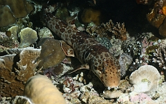 Raja Ampat 2016 - Hemiscyllium freycineti - Raja epaulette shark - Requin marcheur ou chabot - IMG_4707_rc